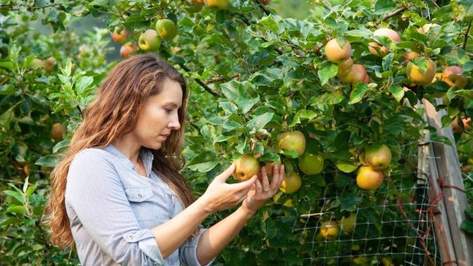 Anyone who loves backyard gardening, which fruit or vegetable do you like to grow, and why those?