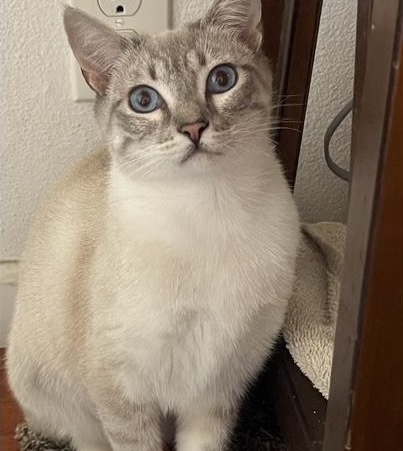 Who has had a cat that you loved and it died?