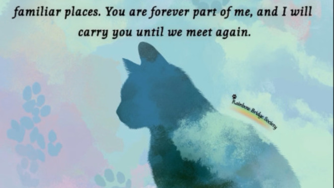 Who has had a cat that you loved and it died?