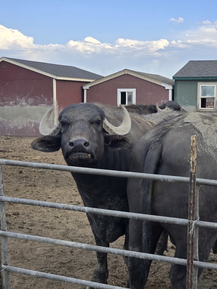 Do you believe animals are far superior to humans?