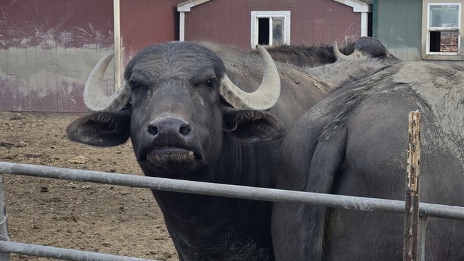 Do you believe animals are far superior to humans?