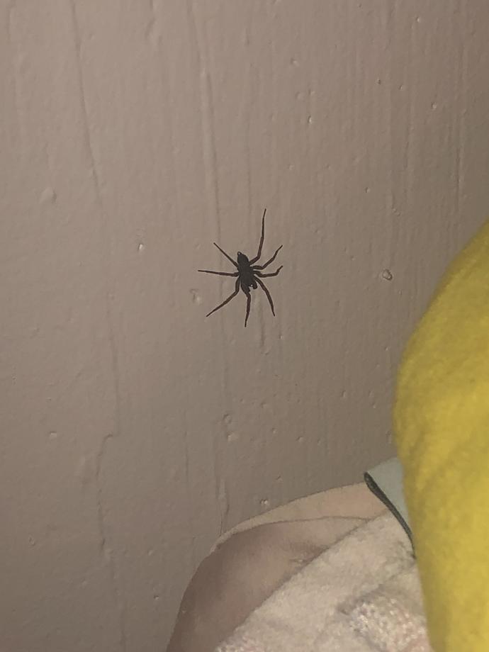 Do You Become Anxious When You See A Spider At Home, Look Away Briefly, Then See Its No Longer There?