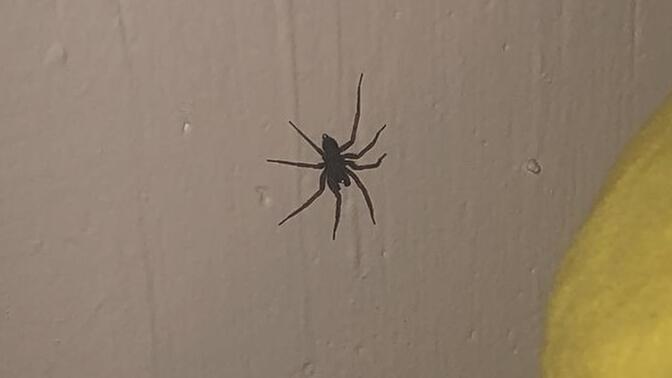 Do You Become Anxious When You See A Spider At Home, Look Away Briefly, Then See It's No Longer There?