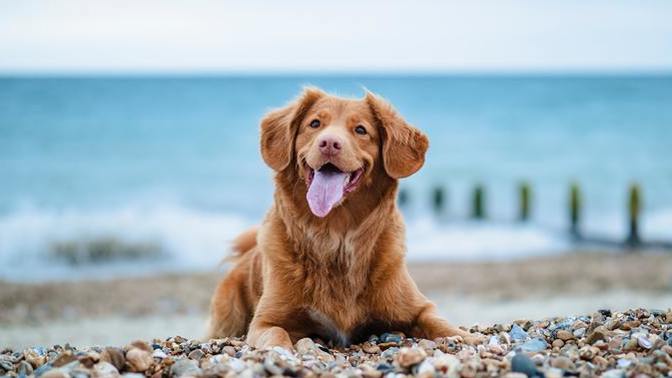 Dogs on the beach: great or a nuisance?