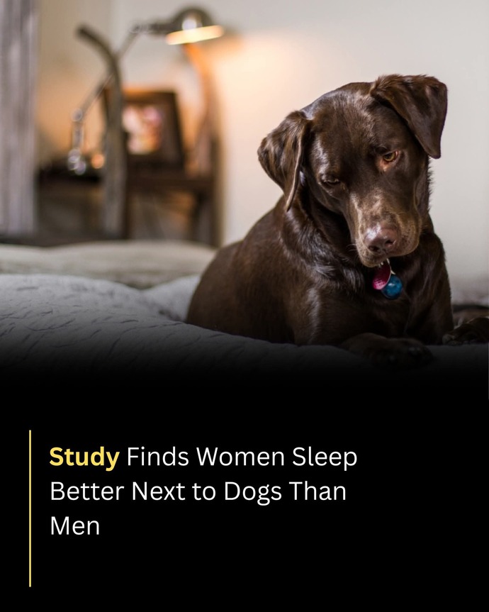 Anyone else sleep more soundly with their Dog than their partner?