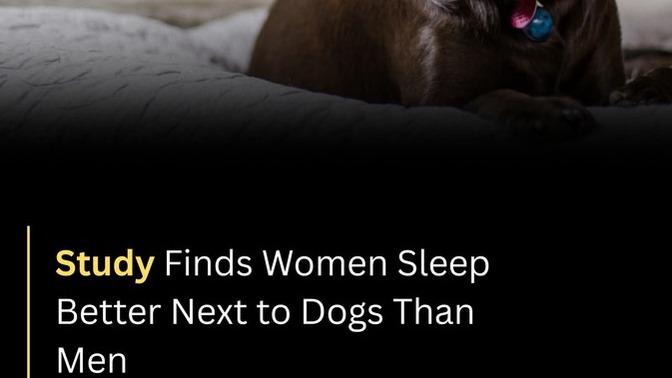 Anyone else sleep more soundly with their Dog than their partner?