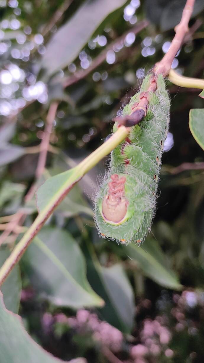 Identify this Caterpillar from the [Image]?