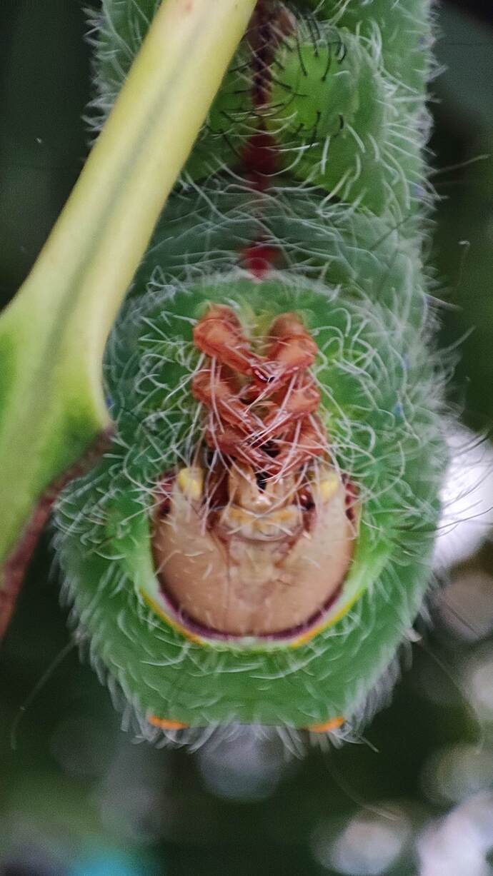 Up close