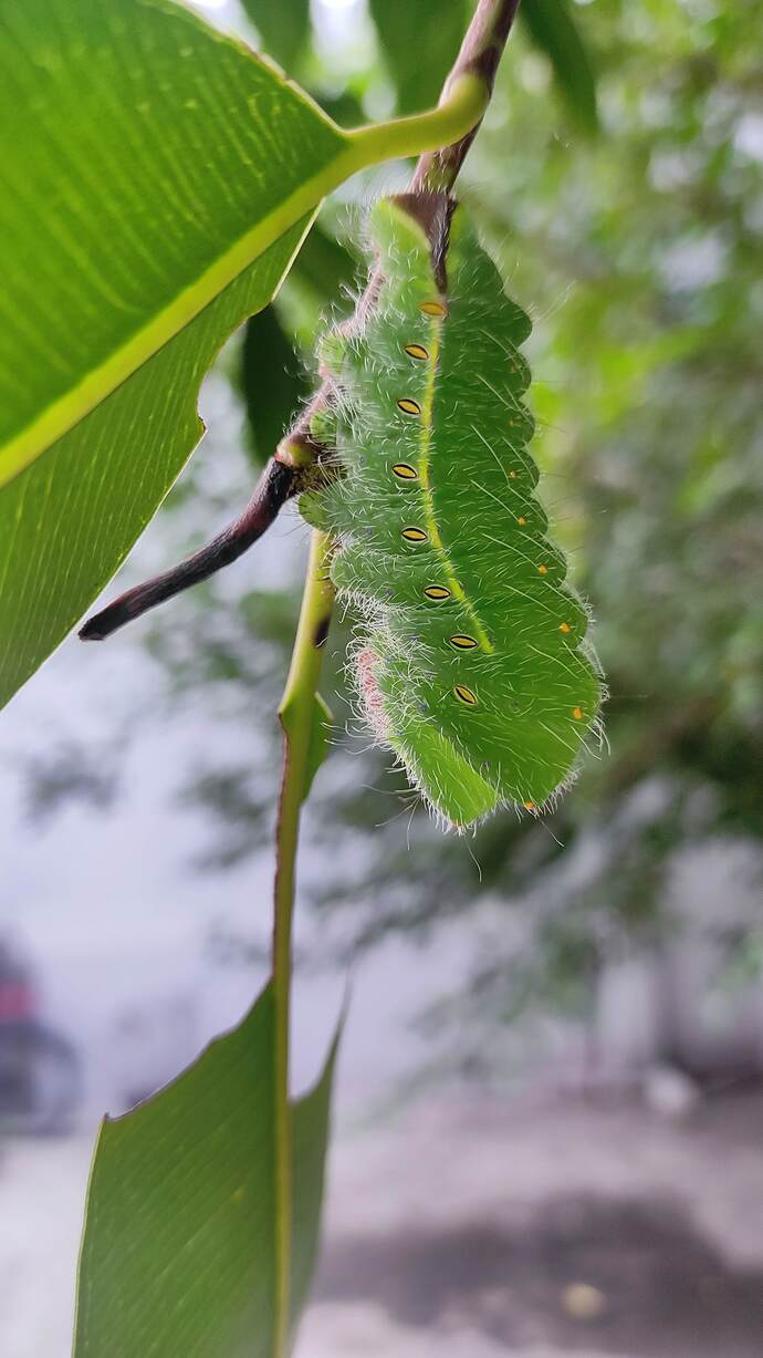 Identify this Caterpillar from the [Image]?