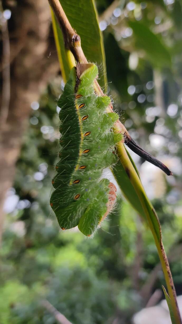 Identify this Caterpillar from the [Image]?