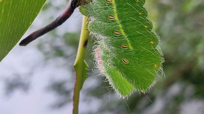 Identify this Caterpillar from the [Image]?