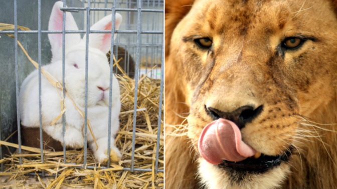 Would you give your pets to a zoo as food?