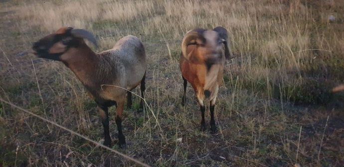 What names would you give these two?