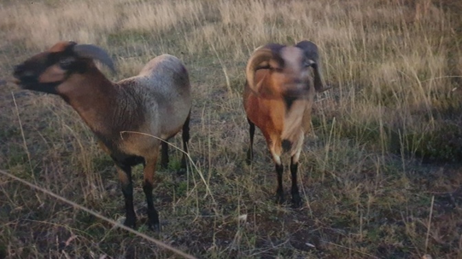 What names would you give these two?
