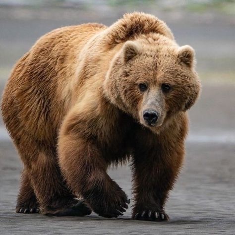 Which out of these animals would you believe to last for 20 minutes for $100 million?
