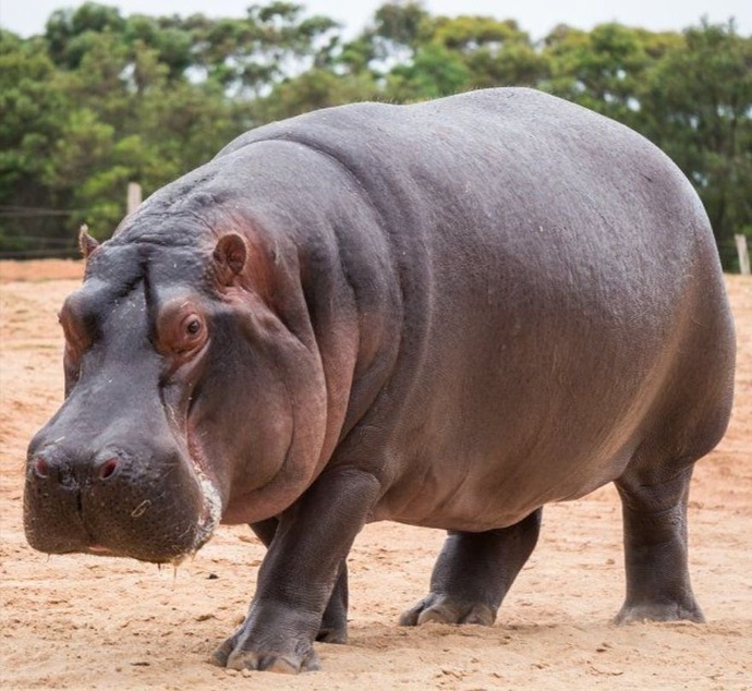 Which out of these animals would you believe to last for 20 minutes for $100 million?
