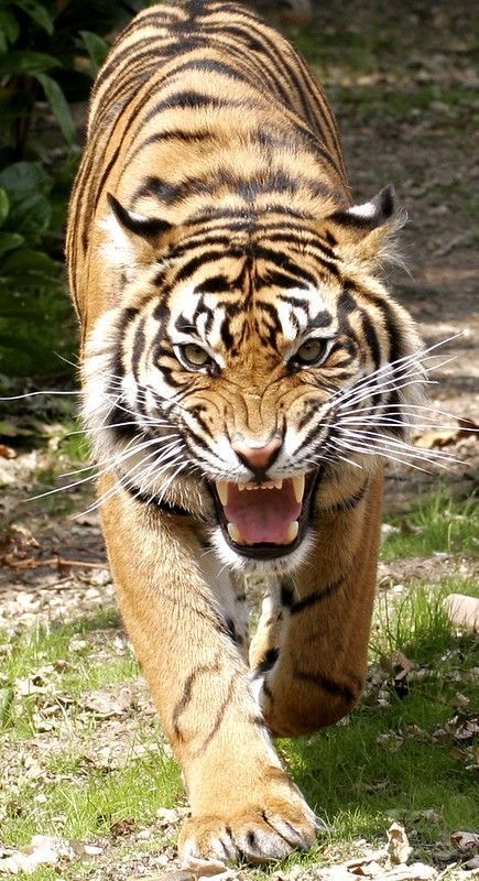 Which out of these animals would you believe to last for 20 minutes for $100 million?