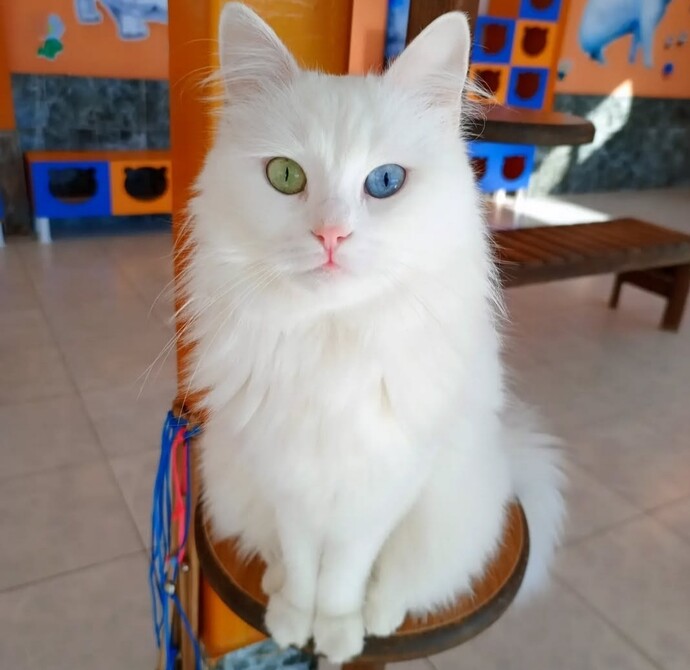 What’s YOUR companion animal?