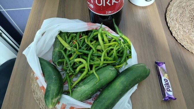 I picked it from the garden, which one would you eat?