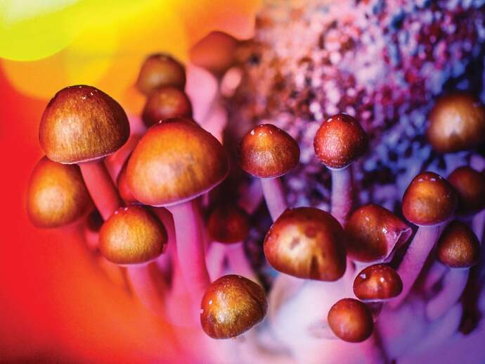 Have you ever tried psychedelic mushrooms?