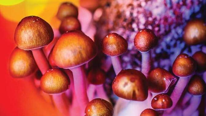 Have you ever tried psychedelic mushrooms?