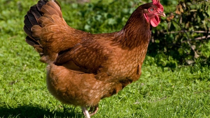 How do I properly care for my transgendered chicken?