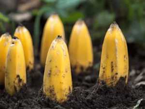 Is this how democrats think this is how bananas grow?