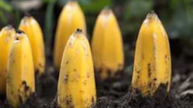 Is this how democrats think this is how bananas grow?