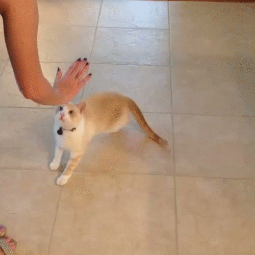 Happy Sunday. Can you post your funniest animal video?