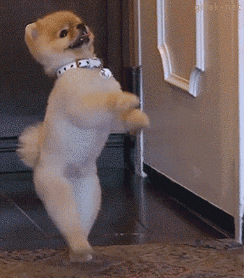 Happy Sunday. Can you post your funniest animal video?