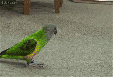 Happy Sunday. Can you post your funniest animal video?