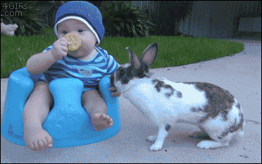 Happy Sunday. Can you post your funniest animal video?