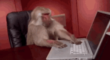 Happy Sunday. Can you post your funniest animal video?