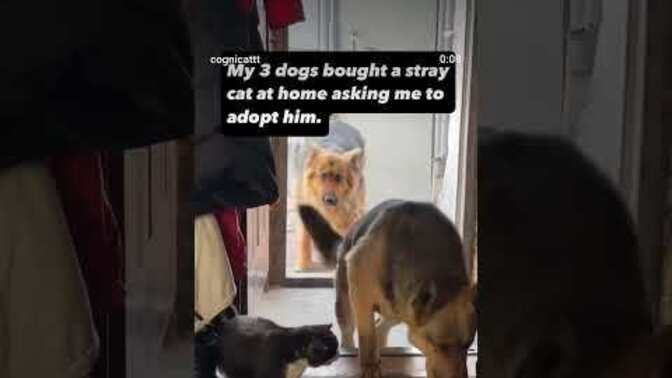 Happy Sunday. Can you post your funniest animal video?