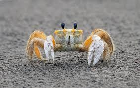 Is it weird that I like petting crabs and I think they are really cute?