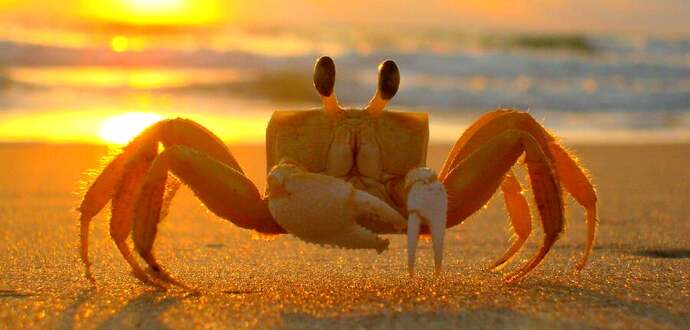Is it weird that I like petting crabs and I think they are really cute?