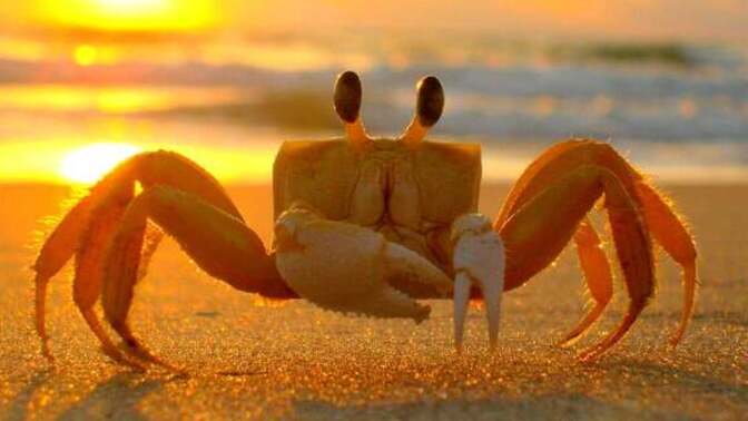 Is it weird that I like petting crabs and I think they are really cute?