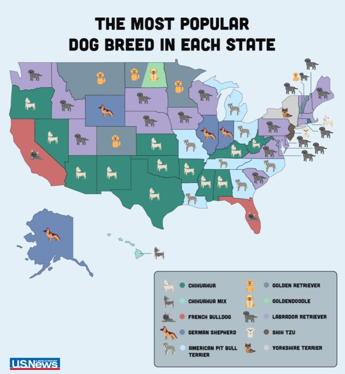 What do you think about most popular dogs in the US?