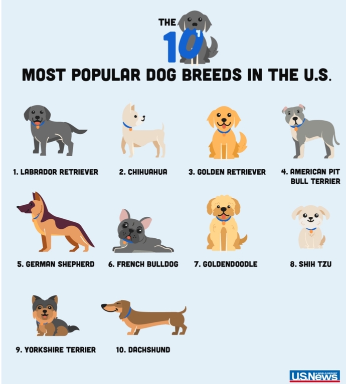 What do you think about most popular dogs in the US?