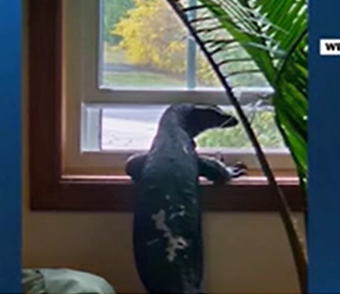 Do you think all dinosaurs are extinct?
