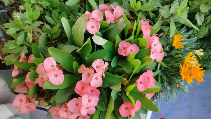 What do you have thats pink?