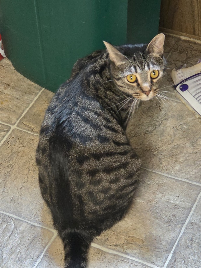 Does my cat look healthy to you?