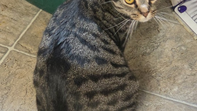 Does my cat look healthy to you?