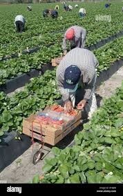 Dont you agree that Americans would starve if famers had to pay a living wage to immigrants?