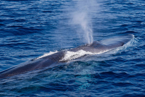 Would you work as a professional whale wanker?