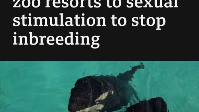 Would you work as a professional whale wanker?