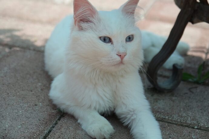 If you could talk to your cat, what would be the first thing youd ask?