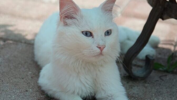 If you could talk to your cat, what would be the first thing you'd ask?