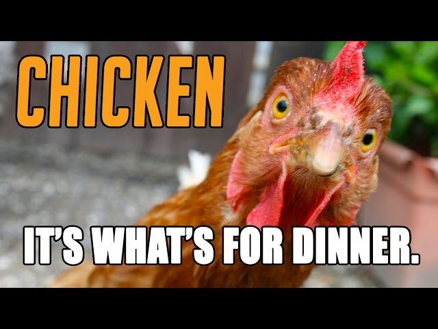 What did you have for dinner today?