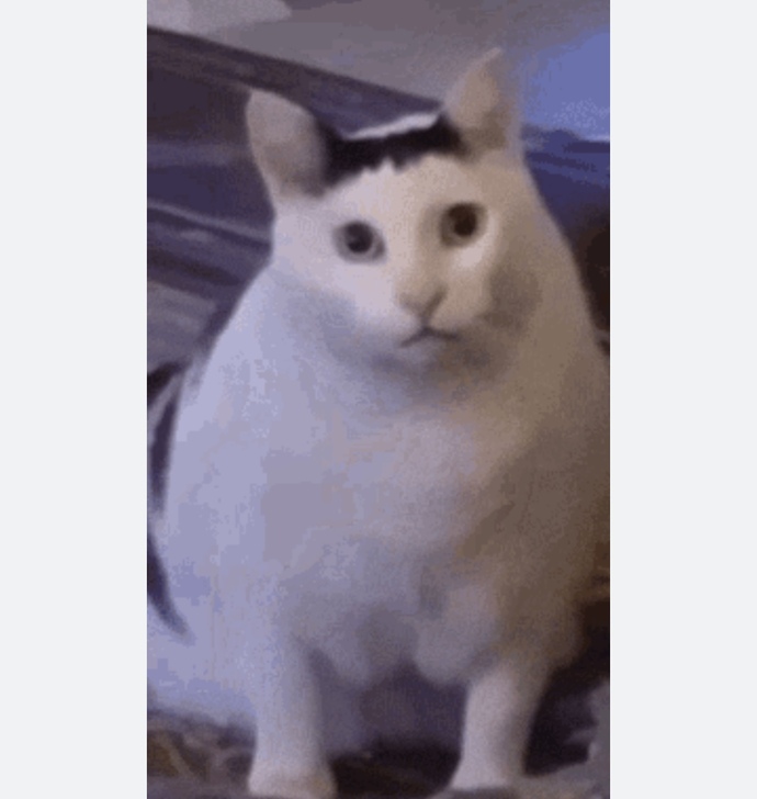 What are you thoughts on HUH cat?